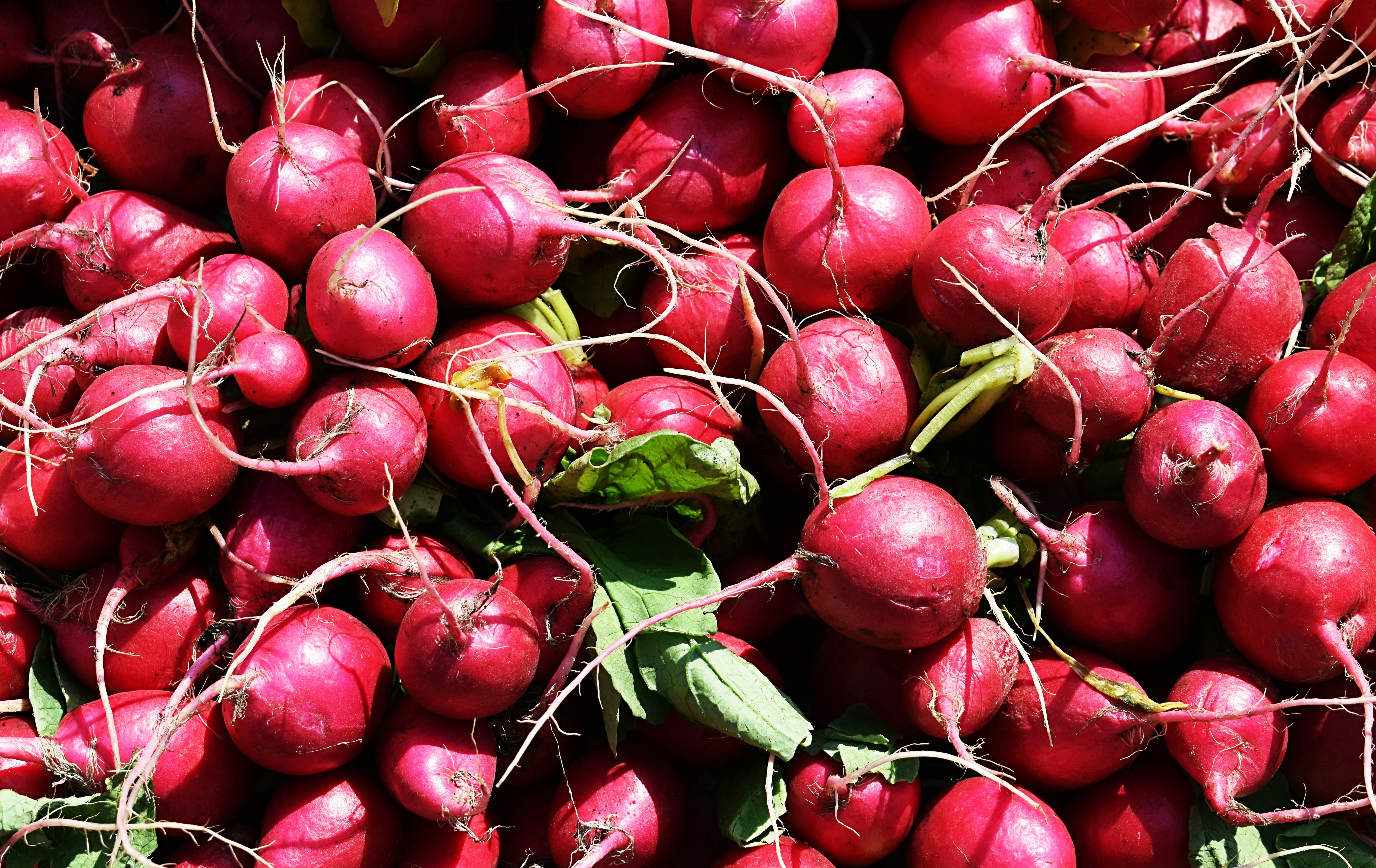 red and green round fruits